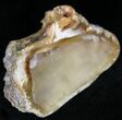 Agatized Fossil Coral Geode - Florida #22422-2